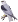 elanio común
