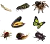 coenagrion  caerulescens
