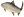 salmón común